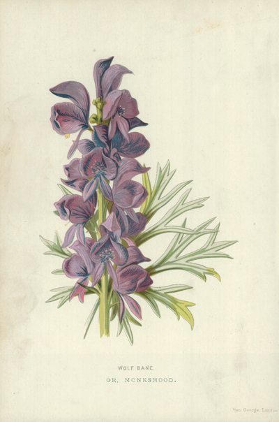 Kurt Yıkımı. Veya, Monkshood by Frederick Edward Hulme