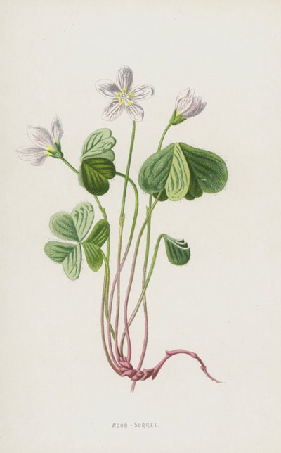 Odun-Kuzukulağı (chromolitho) by Frederick Edward Hulme
