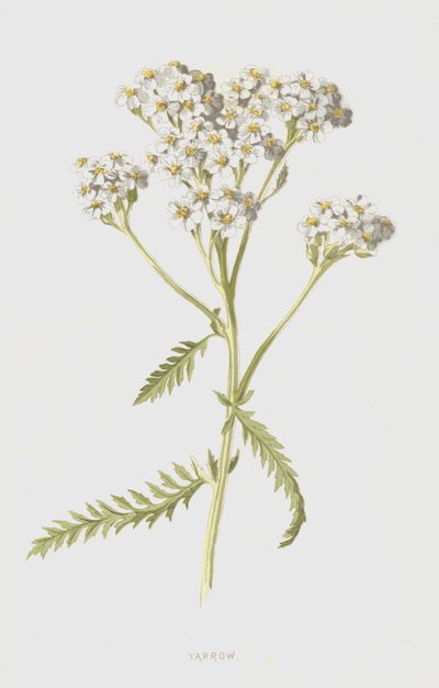 Civanperçemi (kromolitho) by Frederick Edward Hulme