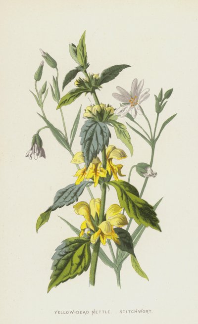 Sarı-Ölü Isırgan, Stitchwort (chromolitho) by Frederick Edward Hulme