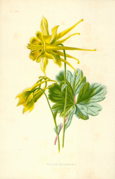 Sarı Kolumbin by Frederick Edward Hulme