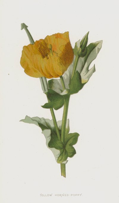 Sarı Boynuzlu Haşhaş (chromolitho) by Frederick Edward Hulme