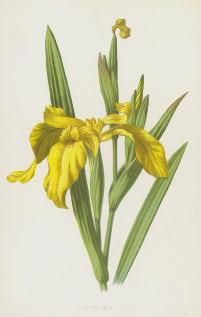 Sarı İris (kromolito) by Frederick Edward Hulme