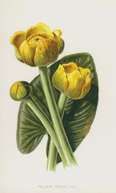 Sarı Nilüfer (kromolitho) by Frederick Edward Hulme
