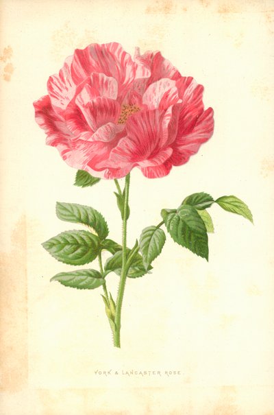 York ve Lancaster Gülü by Frederick Edward Hulme