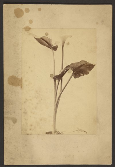 [Calla Lily] by Frederick H. Hollyer