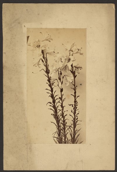 [Day Lily] by Frederick H. Hollyer