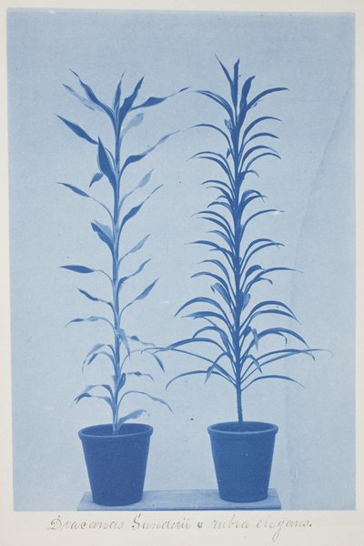 Draconas Sunderii et rubia elogans, 19. yüzyılın sonu ile 20. yüzyılın başları (krem dokuma kağıt üzerinde siyanotip) by Frederick K. Coulson