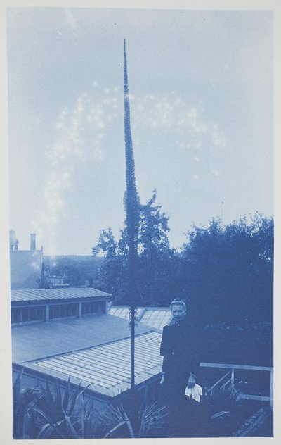 İsimsiz, 19. yüzyılın sonu ile 20. yüzyılın başı (krem dokuma kağıt üzerinde siyanotip) by Frederick K. Coulson
