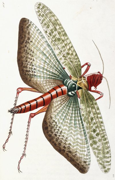 Mısır Çekirgesi, 1790 by Frederick Polydor Nodder