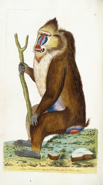 Alacalı Babun veya Mandrill Mandrillus sfenks by Frederick Polydor Nodder