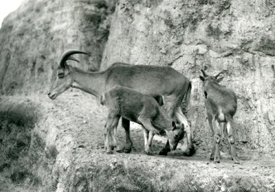 Bir Berberi koyunu/Aoudad/Waddan/Arui/Arruis iki yavrusuyla birlikte Mappin Teraslarında, Londra Hayvanat Bahçesi, Ağustos 1927 (s/b fotoğraf) by Frederick William Bond
