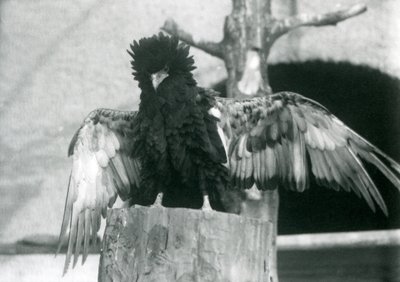 Bir ağaç kütüğünün üzerinde duran ve kanatlarını açan bir Bateleur Kartalı, Londra Hayvanat Bahçesi, 1925 by Frederick William Bond