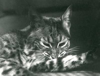 Bay Lynx Bobcat tımar by Frederick William Bond