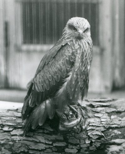 Bir kütüğün üzerinde duran bir Kara Uçurtma, Londra Hayvanat Bahçesi, Ağustos 1926 (s/b fotoğraf) by Frederick William Bond