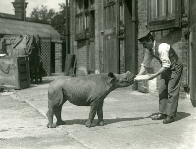 Bekçisi tarafından biberonla beslenen bir Kara Gergedan buzağı, Londra Hayvanat Bahçesi, Eylül 1928 by Frederick William Bond
