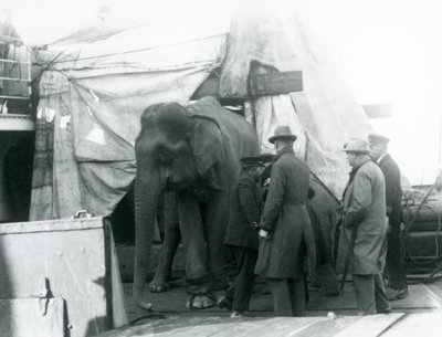 A Burmese Elephant sheltered partly under a tarpaulin on deck, with a trainer and four other men, travelling to London Zoo in 1927 (b/w photo) by Frederick William Bond