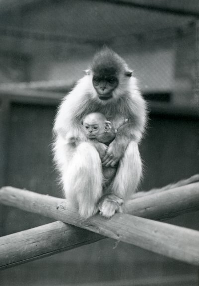 Bir kiriş üzerinde otururken bebeği tutan Kapaklı Langur. Londra Hayvanat Bahçesi, 6 Ekim 1913 by Frederick William Bond