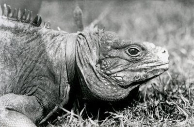 Bir Bulutlu Kaya Iguana Methuselah, Londra Hayvanat Bahçesi