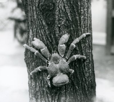 Bir ağaca tırmanan CoconutRobber Yengeç, Londra Hayvanat Bahçesi, 1927 by Frederick William Bond