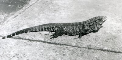 A CommonGoldGoldenBlackColumbian Tegu veya Tiger Lizard Ağustos 1926