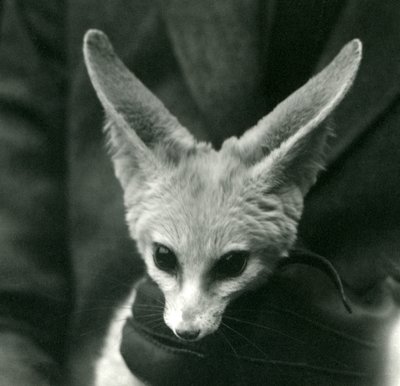 Bir Fennec Fox eldivenli bir bekçi tarafından boynuna tutuluyor, 1924 by Frederick William Bond