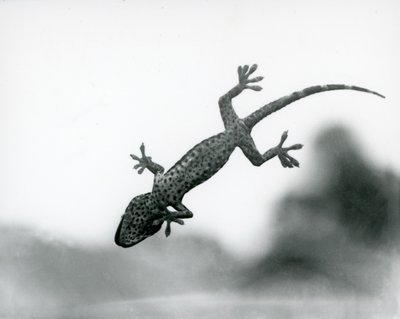 Cama tırmanırken aşağıdan görülen ve özel ayak pedlerini gösteren bir Gecko, Londra Hayvanat Bahçesi, Ağustos 1928 (s/b fotoğraf) by Frederick William Bond