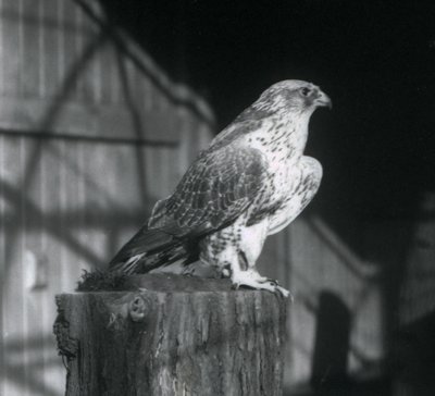 Bir kütüğün üzerinde dinlenen bir Gyrfalcon, Londra Hayvanat Bahçesi, Aralık 1925 by Frederick William Bond