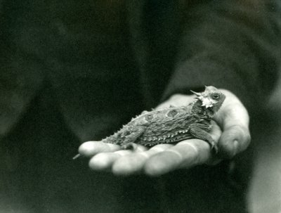 Boynuzlu Kertenkele, bakıcısının elinde duruyor, Londra Hayvanat Bahçesi, Nisan 1923 (bw fotoğraf) by Frederick William Bond