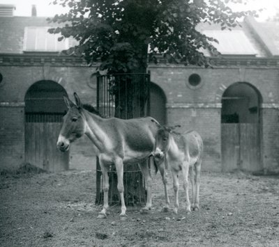 Bir KiangTibet Yabani EşekKhyangGorkhar ve tayı, padoklarında bir ağacın altında duruyor, Londra Hayvanat Bahçesi, Ağustos 1927 by Frederick William Bond