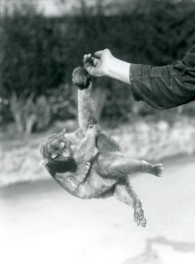 Bir Kinkajou, kavrayıcı kuyruğuyla koruyucunun parmağından sarkıyor, Londra Hayvanat Bahçesi, Eylül 1925 by Frederick William Bond