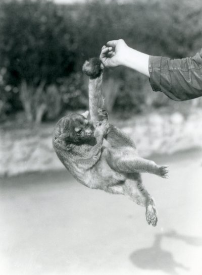 Bir Kinkajou, kavrayıcı kuyruğuyla koruyucunun parmağından sarkıyor, Londra Hayvanat Bahçesi, Eylül 1925 by Frederick William Bond