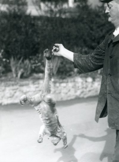 Bir Kinkajou, koruyucunun parmağından kavrayan kuyruğuyla baş aşağı asılı, Londra Hayvanat Bahçesi, Eylül 1925 by Frederick William Bond