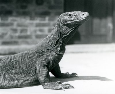 Ağustos 1928