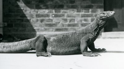 Ağustos 1928