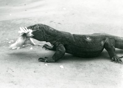 Tavuk yiyen bir Komodo Ejderhası, Londra Hayvanat Bahçesi by Frederick William Bond