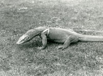 Bir Komodo Ejderhası, koşum takımı ve tasma takmış, çimenlikte yürüyüşe çıkmış (s/b fotoğraf) by Frederick William Bond