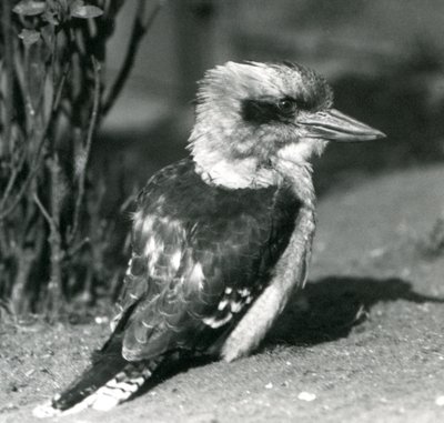Nisan 1925