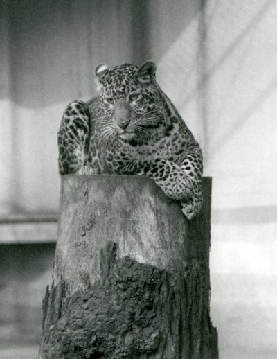 Bir ağaç kütüğünün tepesinde yatan bir leopar, Londra Hayvanat Bahçesi by Frederick William Bond