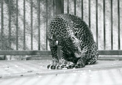 Bacağını tımar eden muhafazasında oturan bir leopar, Londra Hayvanat Bahçesi, 1927 by Frederick William Bond
