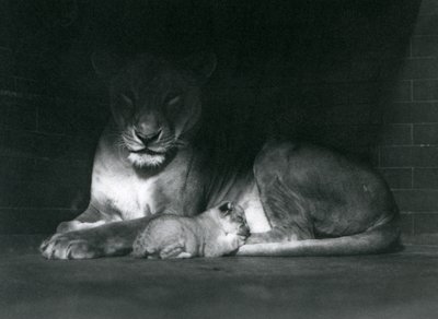 Muhafazalarının arkasındaki gölgede yatan bir dişi aslan ve yavru, Londra Hayvanat Bahçesi, Ekim 1925 by Frederick William Bond