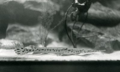 Longnose gar veya Needlenose gar, Londra Hayvanat Bahçesi, 1924 by Frederick William Bond