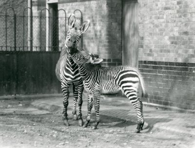 1929