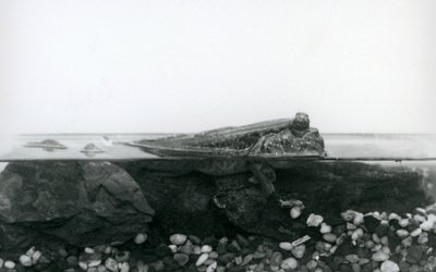 London Zoo by Frederick William Bond