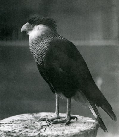 1930 öncesi Londra Hayvanat Bahçesi
