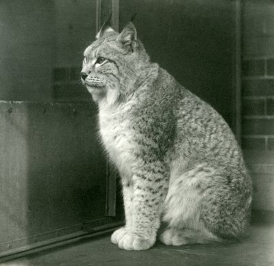 Kuzey Vaşak, Londra Hayvanat Bahçesi, Şubat 1925 by Frederick William Bond