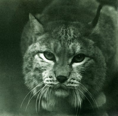 Kuzey Vaşak, Londra Hayvanat Bahçesi, Şubat 1925 by Frederick William Bond