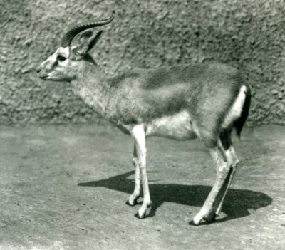 Haziran 1925