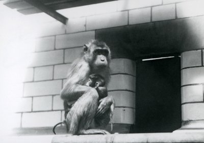 1928'de Londra Hayvanat Bahçesi'ndeki muhafazasında kiremitli bir çıkıntıda otururken bebeğini tutan Domuz Kuyruklu Makak (s/b fotoğraf) by Frederick William Bond