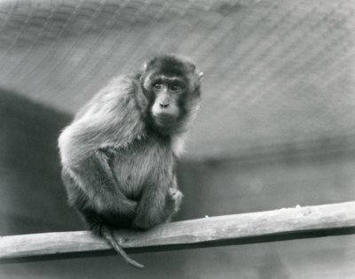 A Pig-tailed Macaque sitting on a perch in its enclosure at London Zoo (b/w photo) by Frederick William Bond